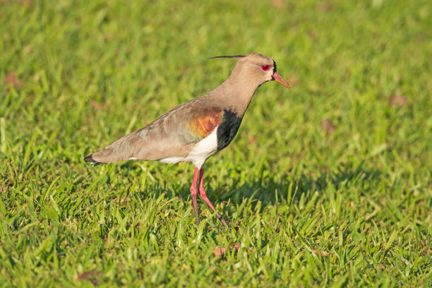 istock Southern Lapwing hunting for Food 1286759165