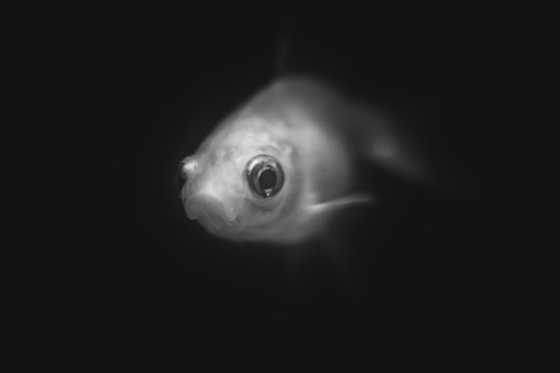 Grey Gold Fish Pic In An Aquarium, Scenic Black and White, Big Eyes, Fresh Water, Black Background