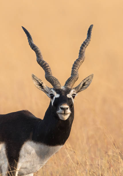 männlicher blackbuck im trockenen grasland - hirschziegenantilope stock-fotos und bilder