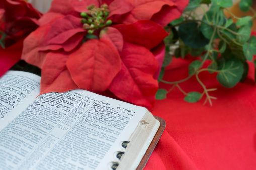 Poinsettia with Open Bible to St. Luke, the Birth of Christ.   Greenery.  Old Bible, worn from use over many years.