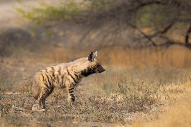 istock Adult Striped Hyena 1286761582