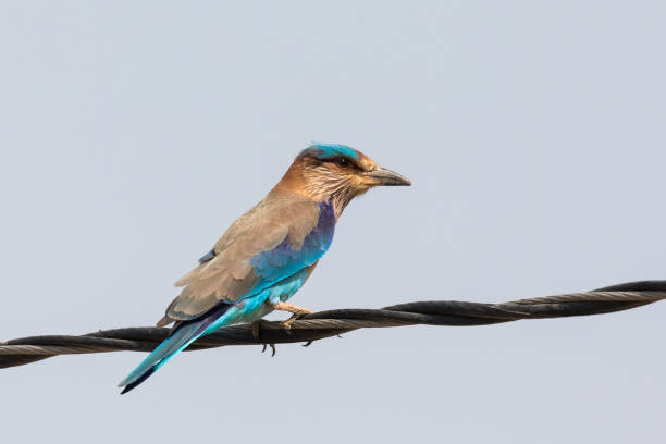 Indian Roller perched on a wire An adult Indian Roller (Coracias benghalensis) perched on a telegraph wire against a plain sky background, Gujarat, India coracias benghalensis stock pictures, royalty-free photos & images
