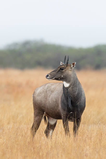 Male Nilgai In Grassland Habitat Stock Photo - Download Image Now - Nilgai,  Animal, Animal Wildlife - iStock
