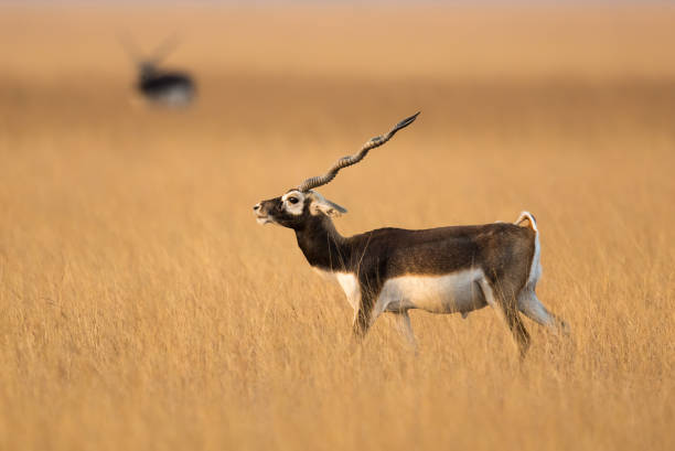 männlicher blackbuck im trockenen grasland - hirschziegenantilope stock-fotos und bilder