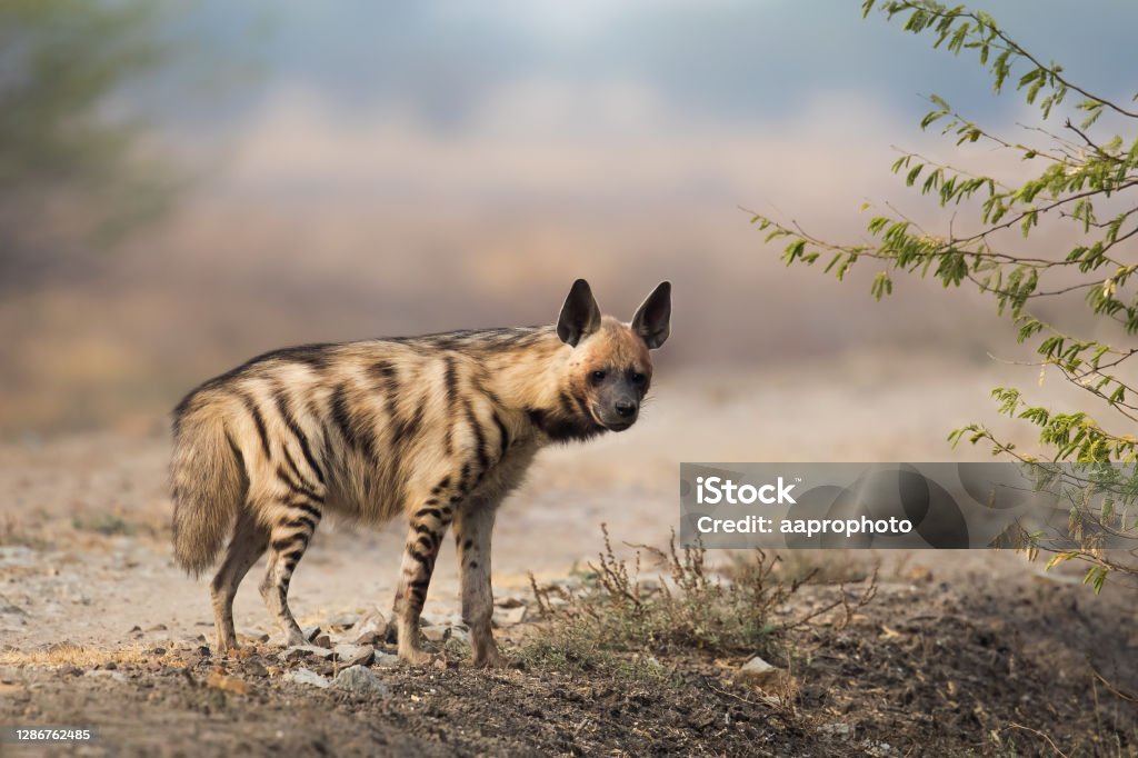 Adult Striped Hyena An adult Striped Hyena (Hyaena hyaena) standing in open dry desert scrub vegetation, against a blurred natural background, Gujarat, India Spotted Hyena Stock Photo