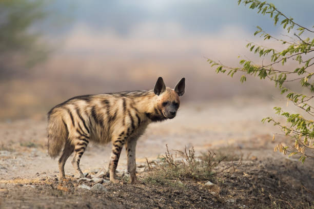 Adult Striped Hyena An adult Striped Hyena (Hyaena hyaena) standing in open dry desert scrub vegetation, against a blurred natural background, Gujarat, India spotted hyena photos stock pictures, royalty-free photos & images