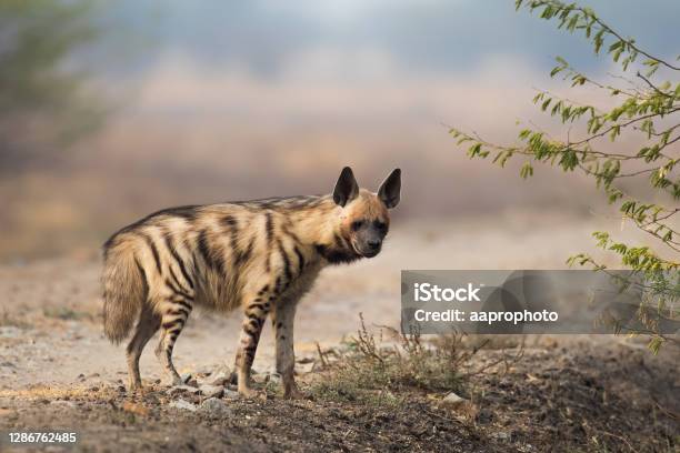 Adult Striped Hyena Stock Photo - Download Image Now - Spotted Hyena, Animal, Savannah