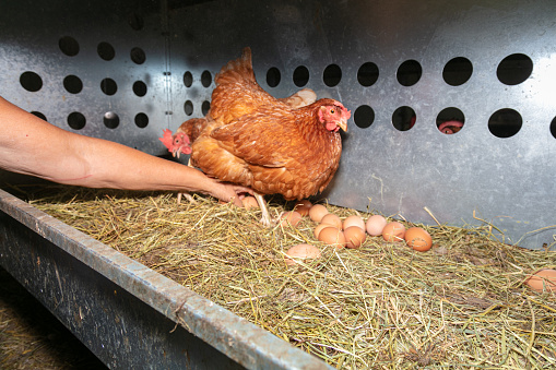 Hand picking of eggs in a free-range laying hen farm