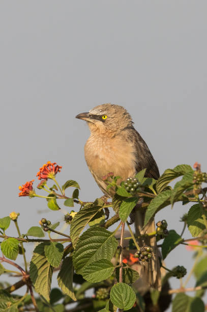 큰 회색 바블러 자리 - jungle babbler 뉴스 사진 이미지