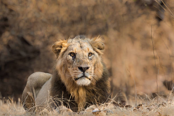 istock Male Asiatic Lion lying on the ground 1286762694