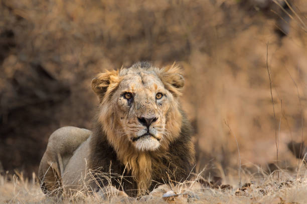 Male Asiatic Lion lying on the ground stock photo