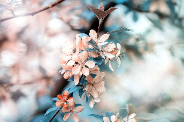 istock Selective focused macro photo of pink apple tree blossom against blurred background. Spring seasonal c background 1286763628