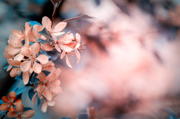 istock Selective focused macro photo of pink apple tree blossom against blurred background. Creative toned spring seasonal background 1286763635