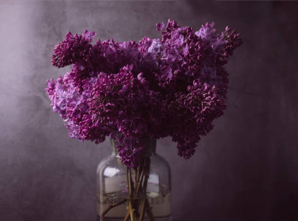 tarjeta de felicitación con un hermoso ramo lila púrpura en clave baja. fondo estacional primaveral. - lilac bush nature flower bed fotografías e imágenes de stock
