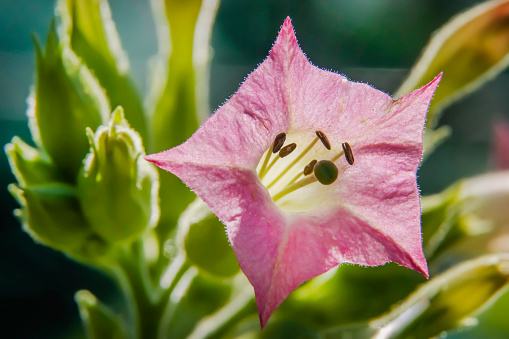 Macro Photo of Pink Tobbaco Flower in the Garden. the beauty of Tobacco flowers.  Flower Glowing.