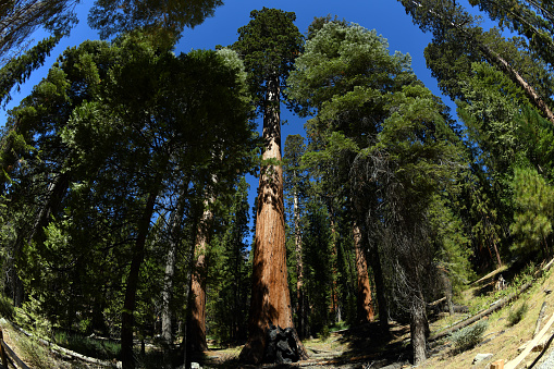 Giant sequoias (Sequoiadendron giganteum) at the Mariposa Grove of the Sierra Nevada Mountains, one of three groves in Yosemite National Park where more than 500 mature trees still live. Giant sequoia specimens are the most massive trees on Earth, weighing up to 2.7 million lbs. (1.2 million kilograms) with 1,487 cubic meters volume. Record trees have been measured at 94.8 m (311 ft) tall, the oldest known giant sequoia is 3,200-3,266 years old,