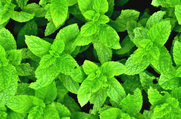 istock Bright fresh mint plant grow texture background. Close-up. 1286772037
