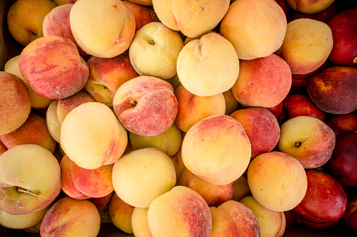 Spanish water peaches,neatly arranged in close-up