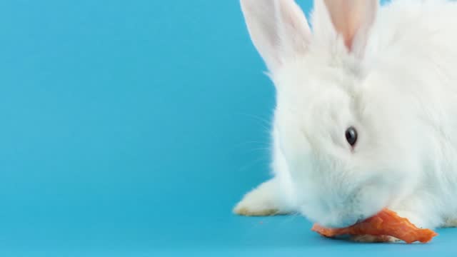 little fluffy white domestic rabbit eating a carrot on a pastel blue background, close up. Concert for the spring holidays. Easter Bunny