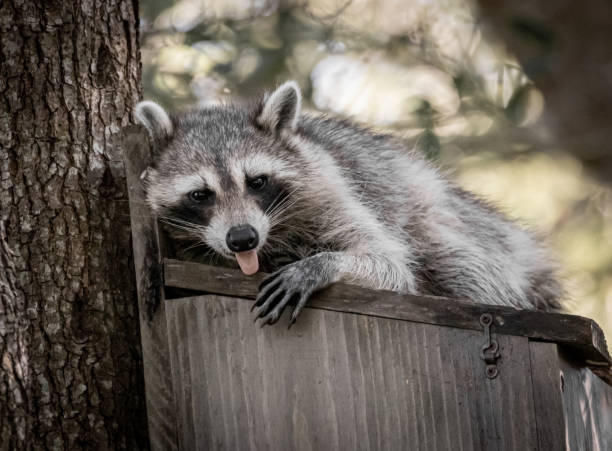 istock The Beautiful Black and White Bandit Masked Raccoon 1286772417