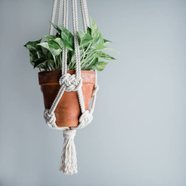 Macrame Plant Hanger House plant in a macrame plant hanger macrame photos stock pictures, royalty-free photos & images