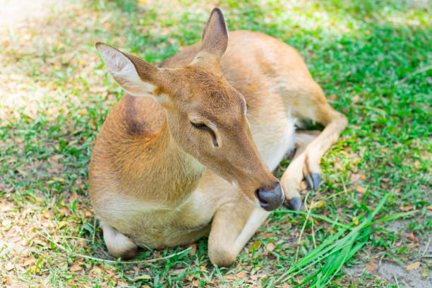 istock Female antelope in an open zoo 1286775905