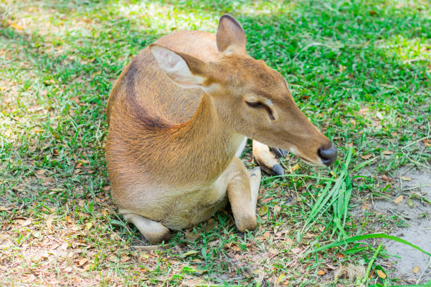 Female antelope in an open zoo Female antelope in an open zoo siamensis stock pictures, royalty-free photos & images