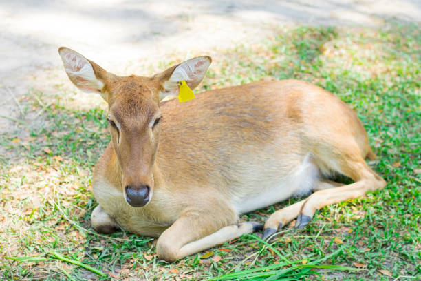 istock Female antelope in an open zoo 1286775937