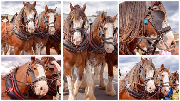 team of draft horses - working horse stock-fotos und bilder