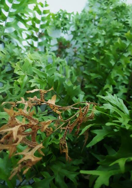 istock Green plant with dry leaves 1286778654