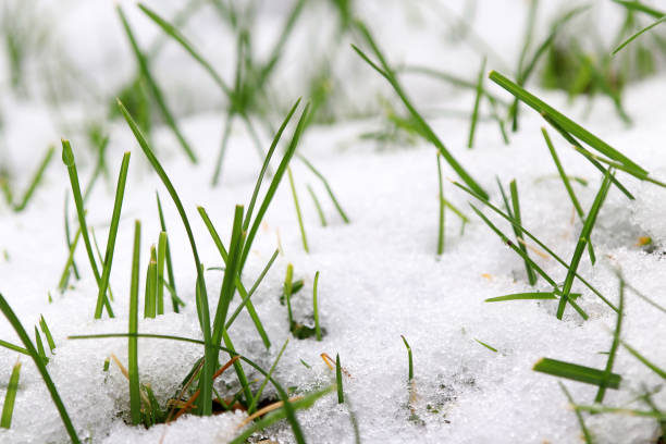 istock Snowfall in autumn on the grass in the garden 1286782782