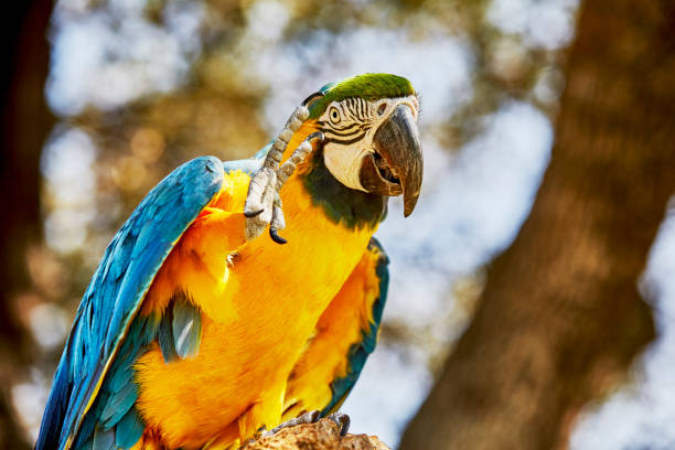 istock Blue and Gold Macaw with Wings Open 1286783429
