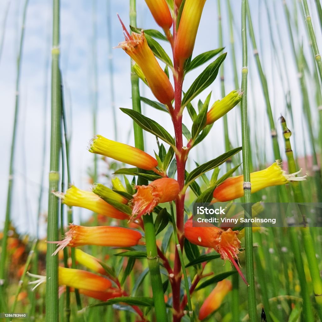 Unique Flower Unique orange flower and bamboo flower Beauty Stock Photo