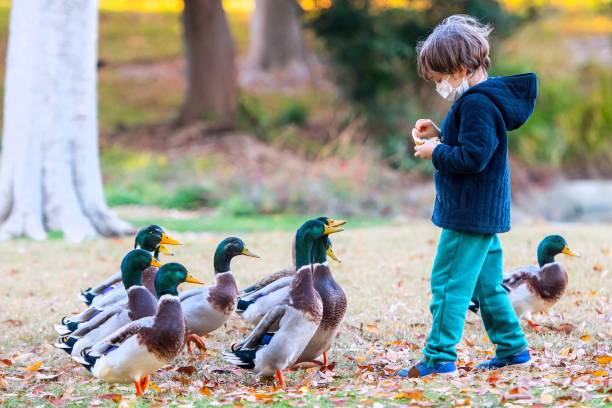 Little boy feeding ducks near a lake wearing a protective face mask