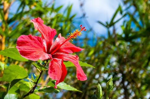 Hibiscus rosa-sinensis L. is called in common name Shoe flower or Hawaiian hibiscus that is Queen of Tropic flower