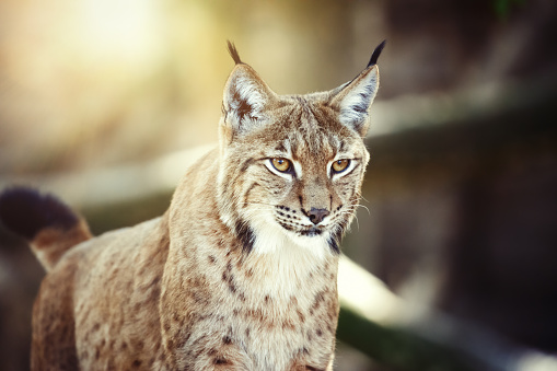 Closeup portrait of a juvenile Eurasian lynx with vegetaion in the background