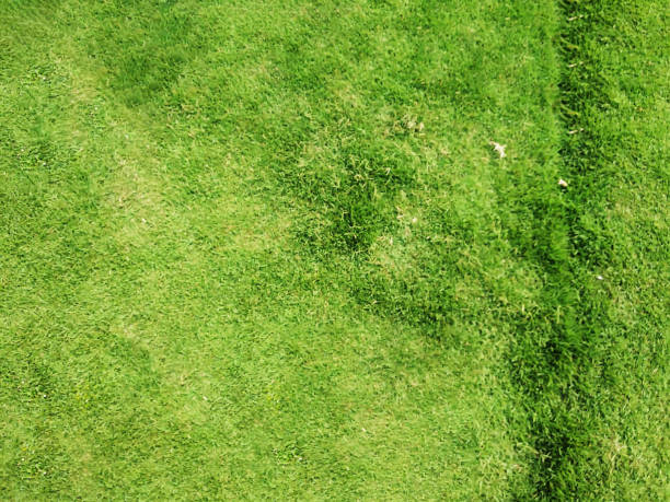 istock beautiful green grass on a field 1286790598