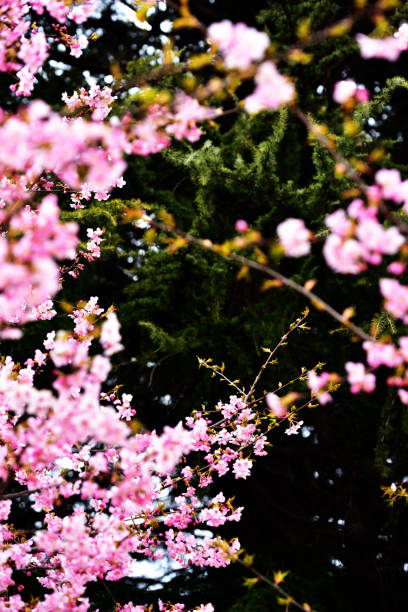 istock Cherry blossom in spring season 1286793677