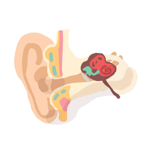 귀 해부학; 목판 인쇄와 같은 손으로 그린 벡터 일러스트레이션 - eustachian tube stock illustrations