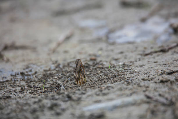 Cicada wings carried to an ant's nest