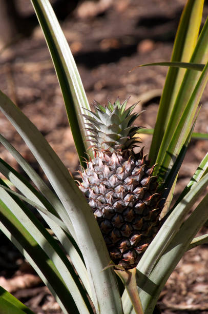 istock Pineapple plant with ripening fruit in sunshine 1286798312