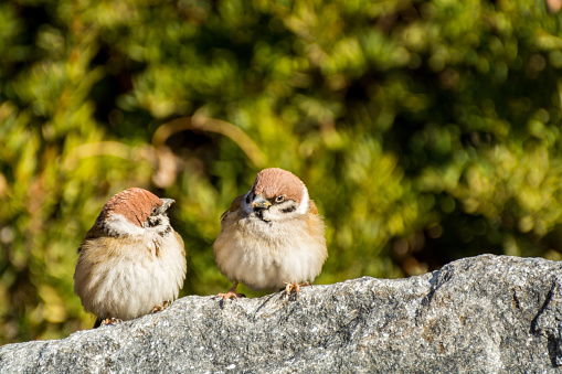A pair of loving brown tree sparrow birds, Passer domesticus, looking at each other, and perching on stone, green tree spotted background