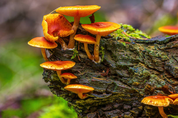 istock tasty fungus in a multi colored autumn forest 1286798659