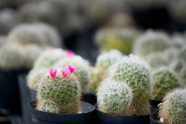 focus on small pink cantus flower in black bucket