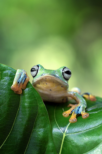 Green Flying Frog On The Leaf Rhacophorus Reinwardtii Stock Photo -  Download Image Now - iStock