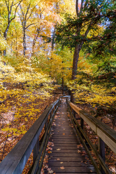 istock Autumn forest pathway at Kortright Centre Conservation, Woodbridge, Vaughan, Canada 1286801941