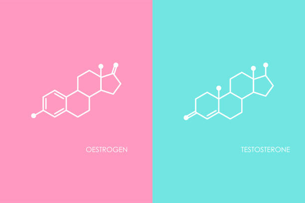 illustrazioni stock, clip art, cartoni animati e icone di tendenza di testosterone e struttura molecola di estrogeni. icona della linea blu e rosa isolata su sfondo bianco. - estrogeno