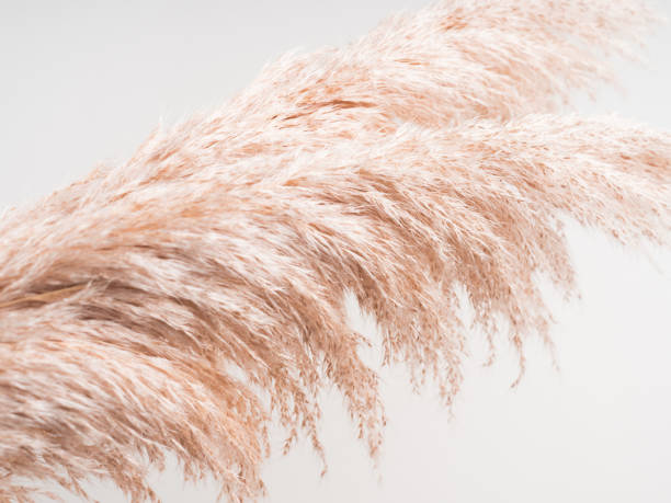 istock Trendy botanical background with pampas grass 1286808205