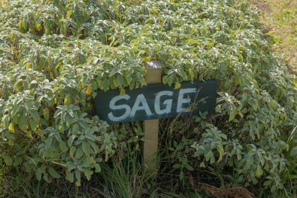 Botanical Identification Sign for the Culinary Herb Sage (Salvia officinalis) Surrounded by Plants Growing in a Vegetable Garden on the Island of Bryher in the Isles of Scilly, England, UK Sage is a perennial culinary herb and native to the Mediterranean Region community garden sign stock pictures, royalty-free photos & images