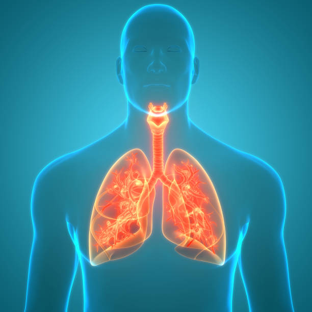 istock Human Respiratory System Lungs Anatomy 1286811624
